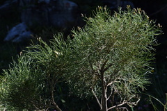 Genista radiata