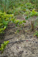 Crotalaria sessiliflora