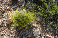 Bupleurum fruticescens