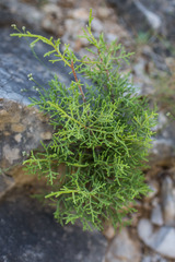 Juniperus phoenicea