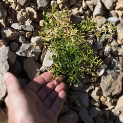 Ligusticum lucidum