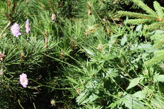 Scabiosa velenovskiana