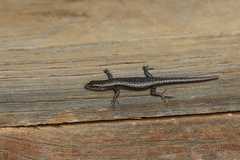 Cryptoblepharus pannosus