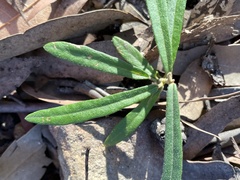 Phebalium squamulosum
