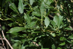 Salix appendiculata