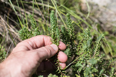 Thymelaea tinctoria