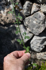 Cytisophyllum sessilifolium