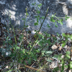 Cytisophyllum sessilifolium
