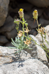 Linaria supina