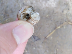 Xerolenta obvia