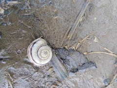 Xerolenta obvia