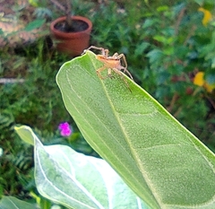 Oxyopes macilentus