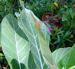 Oxyopes macilentus