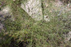 Prangos trifida