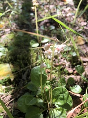 Pyrola rotundifolia