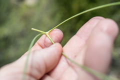 Prangos trifida