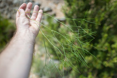 Prangos trifida