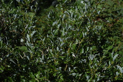 Salix glabra