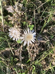 Carlina acaulis