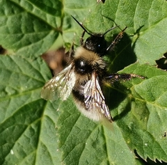 Bombus bohemicus