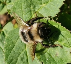 Bombus bohemicus