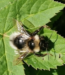 Bombus bohemicus
