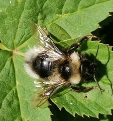 Bombus bohemicus