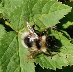 Bombus bohemicus
