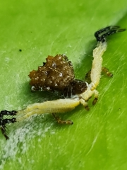 Phrynarachne ceylonica