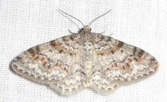 Hydrelia lucata
