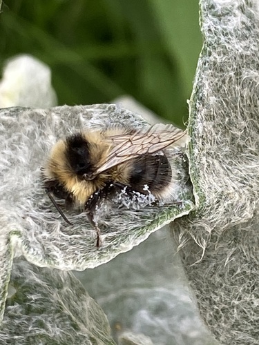 čmeľ rašeliniskový (Bombus jonellus)