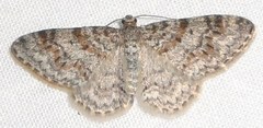 Hydrelia lucata