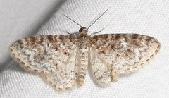 Hydrelia lucata