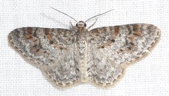 Hydrelia lucata