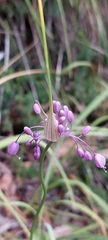 Allium carinatum