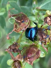 Chrysolina geminata