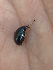 Chrysolina geminata