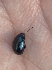Chrysolina geminata
