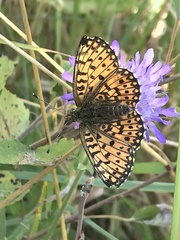 Boloria selene