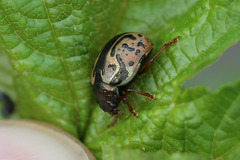 Calligrapha spiraeae