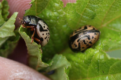 Calligrapha spiraeae