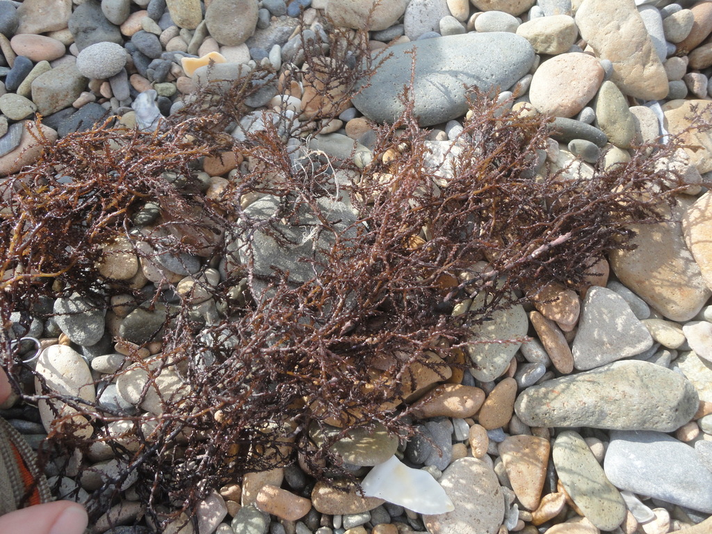 Neorhodomela aculeata
