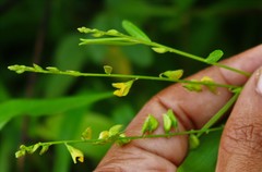 Polygala elongata