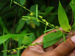 Polygala elongata