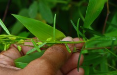 Polygala elongata