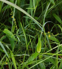 Polygala elongata