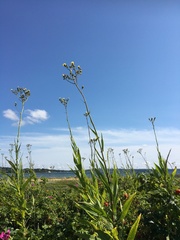 Sonchus palustris