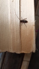 Acanthocinus griseus