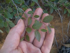 Homalium brachybotrys
