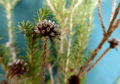 Darwinia diosmoides